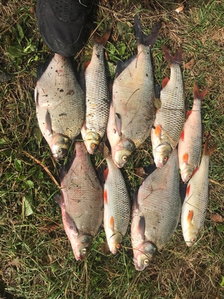 Carp bream