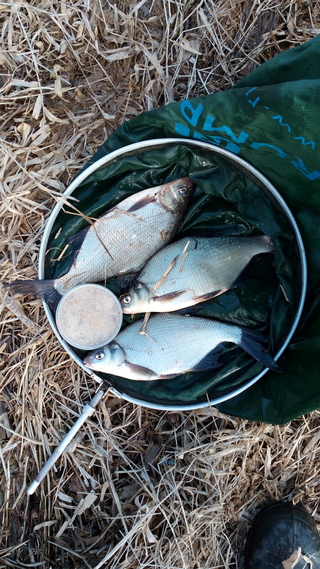 Carp bream
