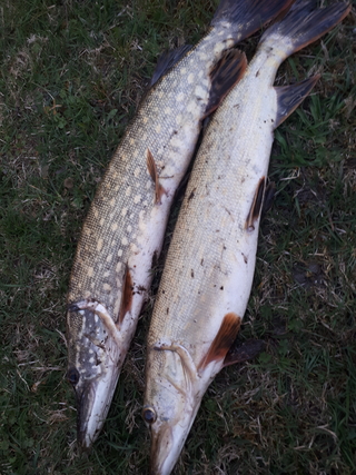 Northern Pike