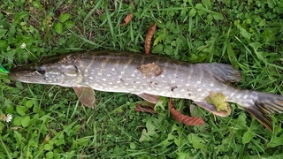 Northern Pike