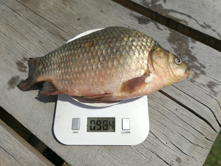 Prussian carp
