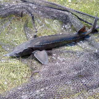 Russian sturgeon