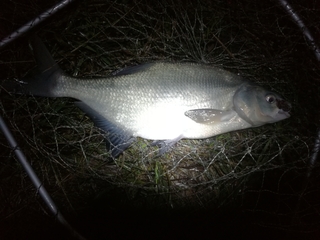 Carp bream