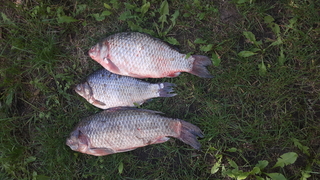 Prussian carp