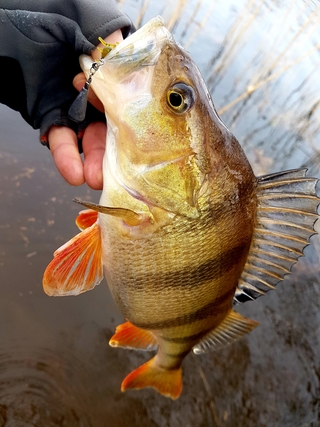 Eurasian perch
