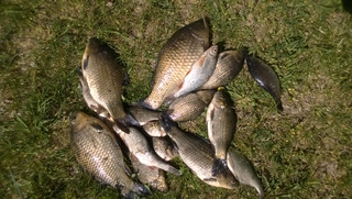Crucian carp