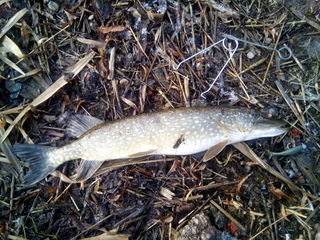 Northern Pike