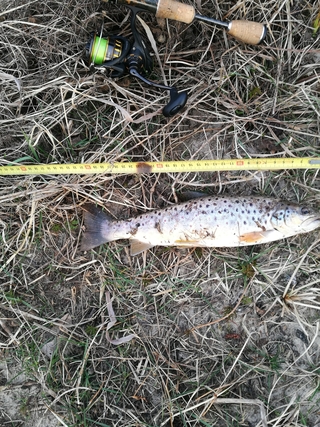 Brown Trout