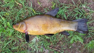 Tench