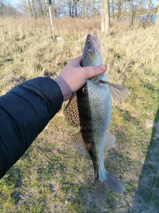 Pike perch