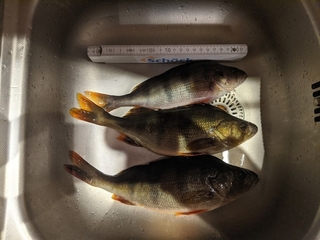 Eurasian perch