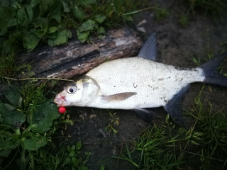 Carp bream