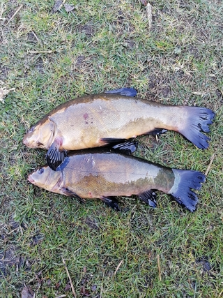 Tench