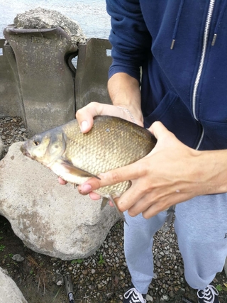 Carp bream