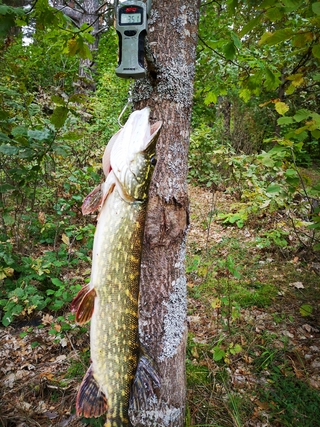 Northern Pike