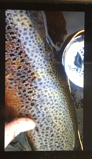 Brown Trout
