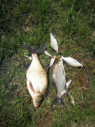 Carp bream