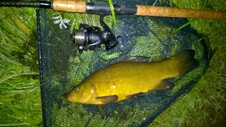 Tench