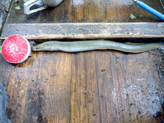 European eel