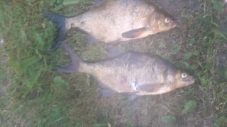 Carp bream