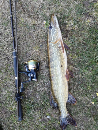 Northern Pike