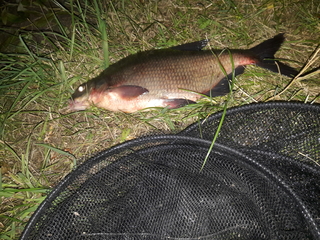 Carp bream