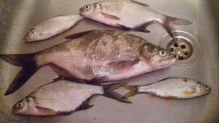 Carp bream