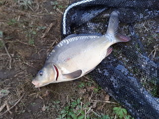 Mirror carp
