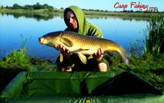 Carp