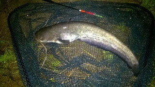 Wels catfish