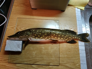 Northern Pike