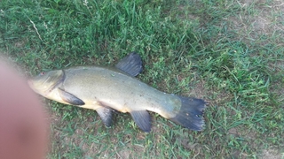 Tench