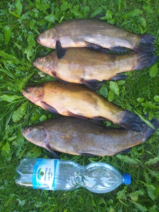 Tench