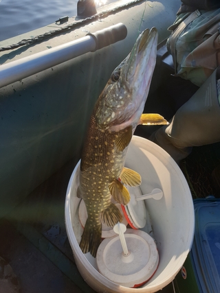 Northern Pike