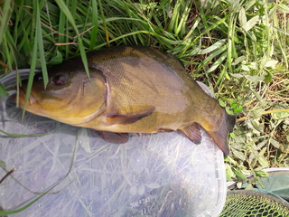 Tench