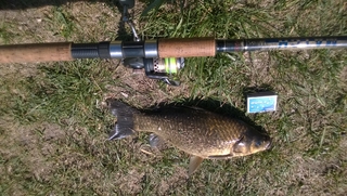 Crucian carp