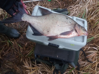Carp bream