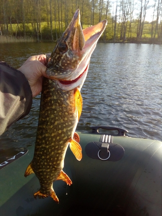 Northern Pike