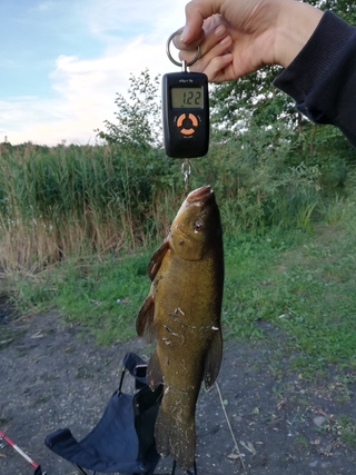 Tench