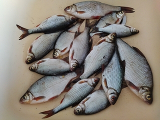 Carp bream