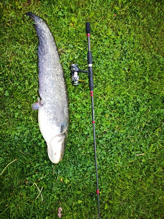 Wels catfish