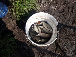 Carp bream