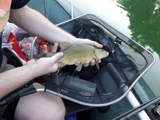 Tench