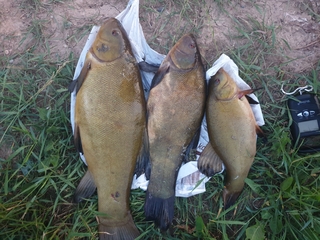 Tench