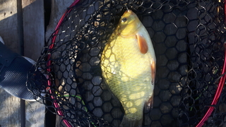Crucian carp
