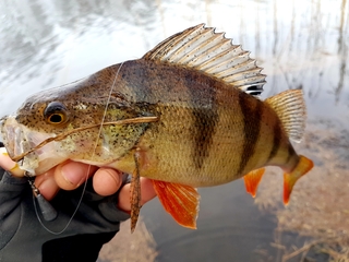 Eurasian perch