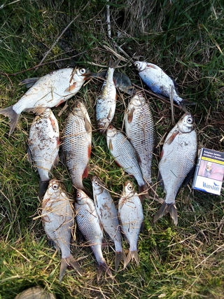 Silver Bream