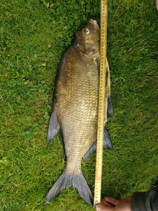 Carp bream