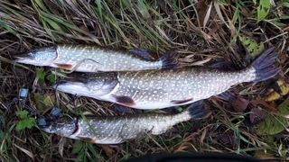 Northern Pike