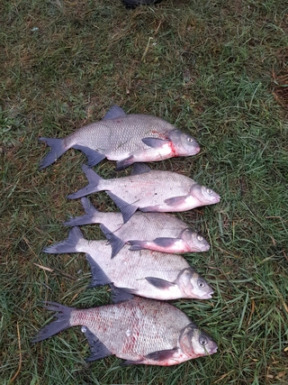 Carp bream
